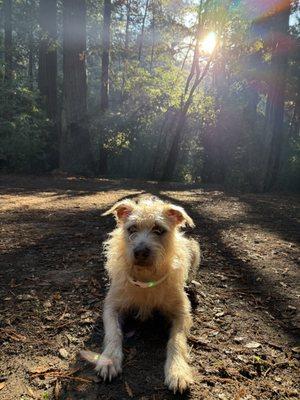 Loti
Mutt & Tumble Ambassador