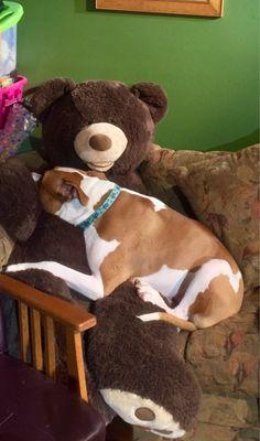 Richfield Area Pet Clinic