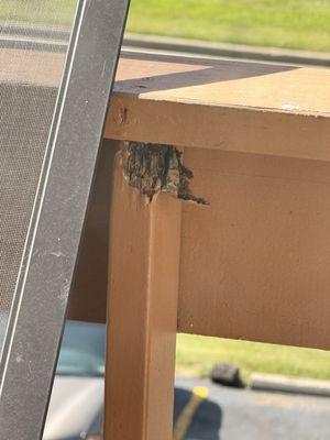This happened in a days time and is that a snake burrowing inside the wood?!!!! also you see the screen door blew off. Daily.