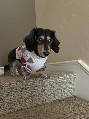 my dog is better than ur service