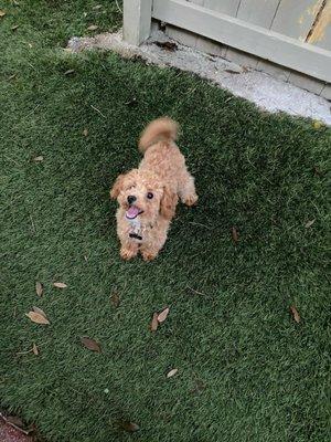 Haile Plantation Animal Clinic