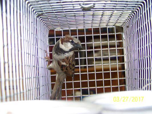 Houston TX Wildlife Removal