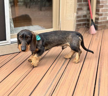 Lakeside Dog Grooming & Pet Supplies