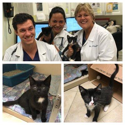 Companions Animal Hospital