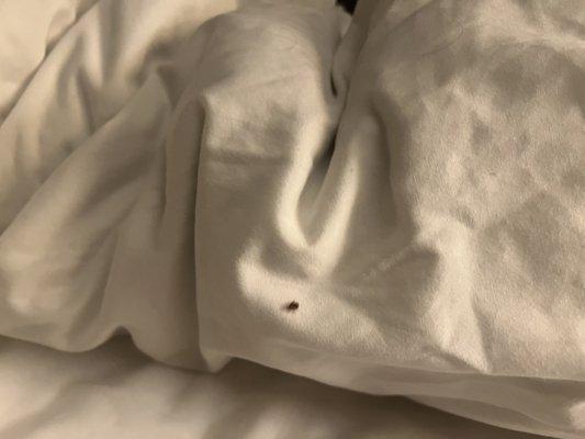 Bed bugs