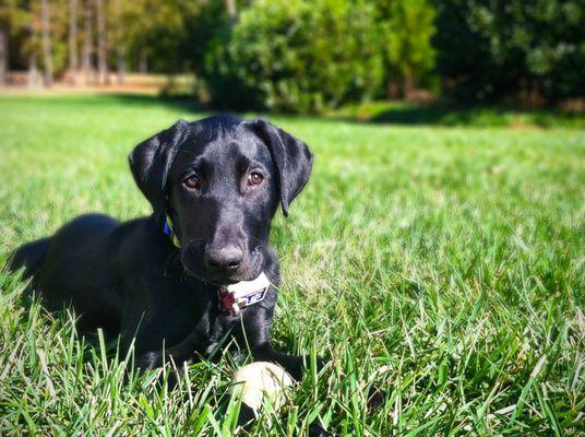 Contain-A-Pet Of SE PA