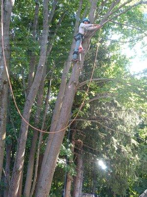 Marvin’s tree service & Landscape