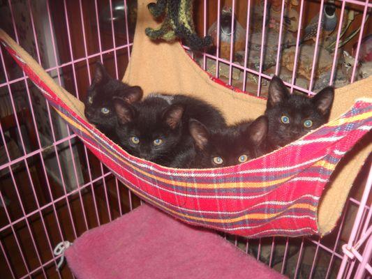 Evergreen Animal Protective League