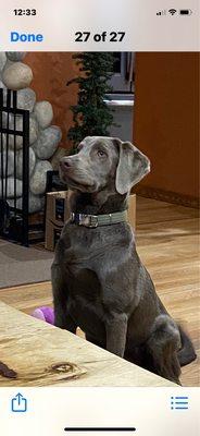 All our happy pets are treated great by Rhonda! She loves animals and takes care of them very well!