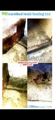 They did the mold removal and cremation for this place that I tested in Laguna Beach.