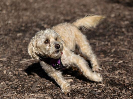 OEG Oksana Elegant Grooming