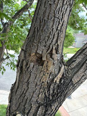 Ace Tree Service LLC