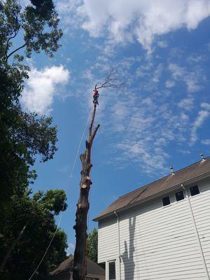 Coronado’s Tree Services