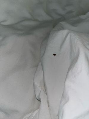 Bed bugs in room 304