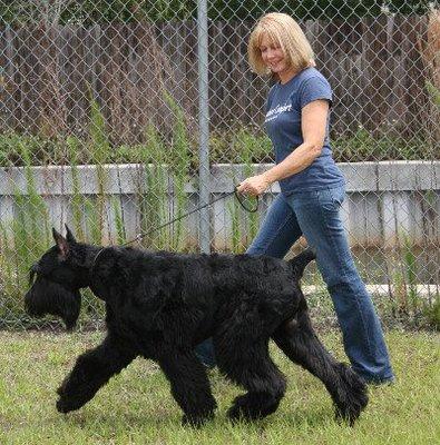 Creature Comfort Pet Sitting