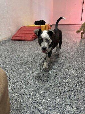 The dog spot. Doggie day care Tucker 4m aka Devil dog