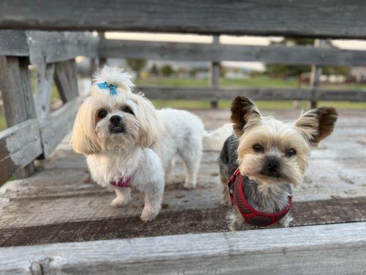 Jeanie's Pet Grooming Salon