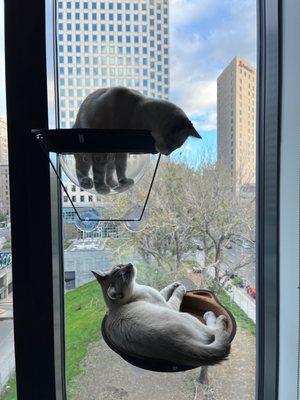 Eleven Fifty Clay Street by Greystar