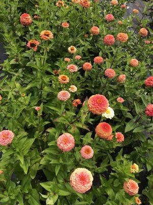 Estabrooks Farm & Garden