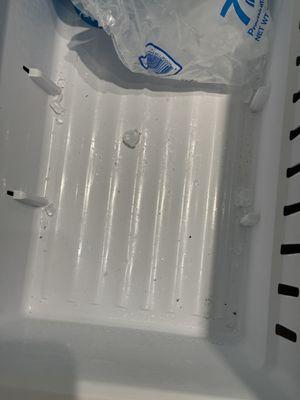 Dirty freezer with dead gnats