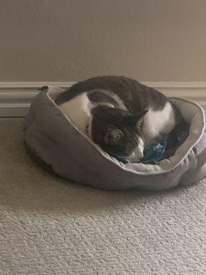 Her sleeping in her bed with her blanket