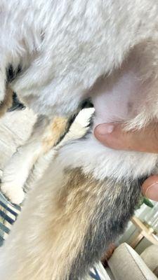 Woof Gang Bakery & Grooming