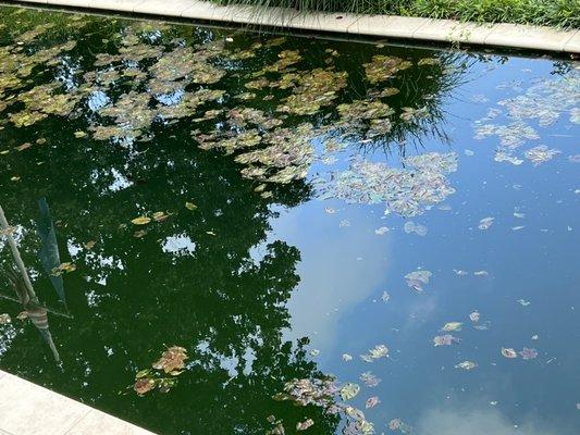 Chas Pools