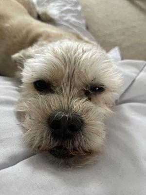 Bright Eyes & Bushy Tails Veterinary Hospital