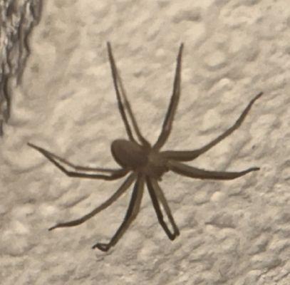 brown recluse