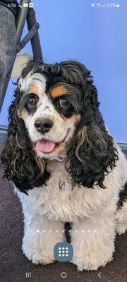 Tails of the City Animal Rescue