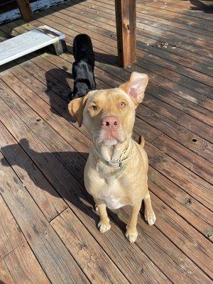 West Pine Animal Hospital and Pet Resort