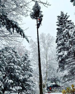 Bear Creek Tree Service