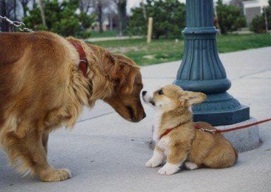 Sarah and Jeff Pet Care