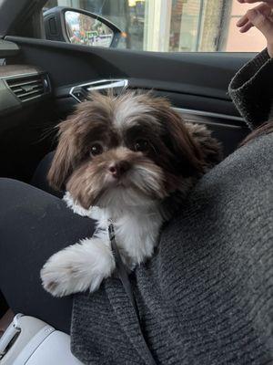 Choppy haircut, the hair on his face is extremely uneven