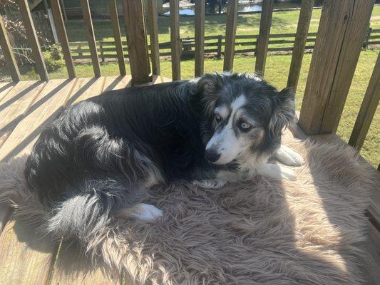 Tinkerbelle yesterday - clearly in pain.