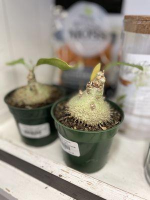 SummerWinds Nursery - Cupertino