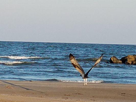 Cajun Tide Beach Resort