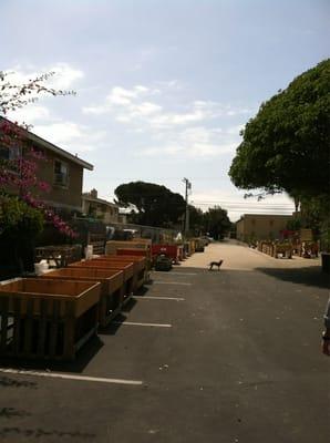 Community garden at COC Costa Mesa