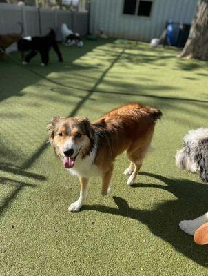 Southlake Classic Pet Retreat