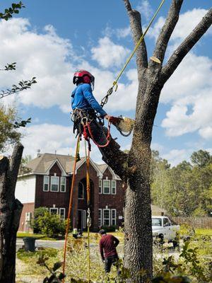 M&J Tree Professionals