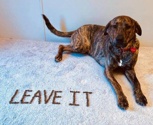 Kaitlyn's Dog Training