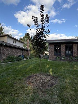 Eagle Eye Tree Service