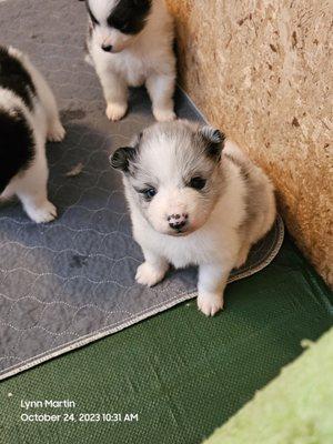 Northern Maine Samoyeds and Pomskys
