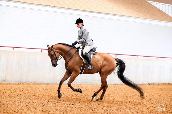 All American Arabians