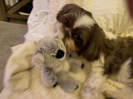 Doggie Do's Hair Salon