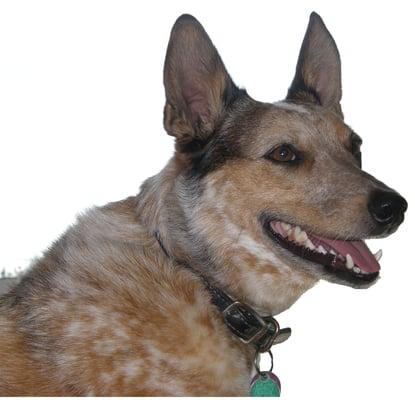 Red Dog Firearms Inc