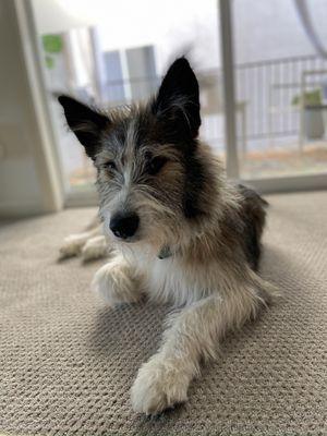 Before with his hair grown out in front of his eyes and paw hair overgrown.
