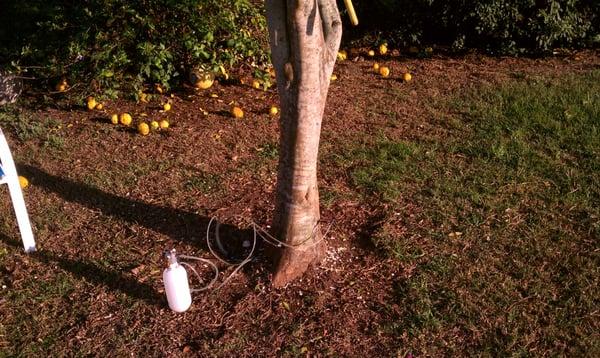 Young's Lawn & Pest Control