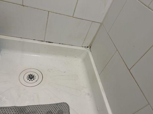 Mold always coming back