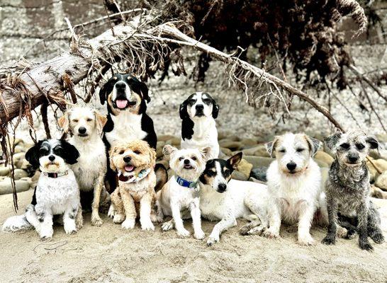 "Jacs Pac" cruising the beach all together, loving every moment.